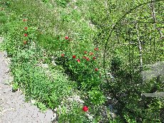 Пион тонколистный 002